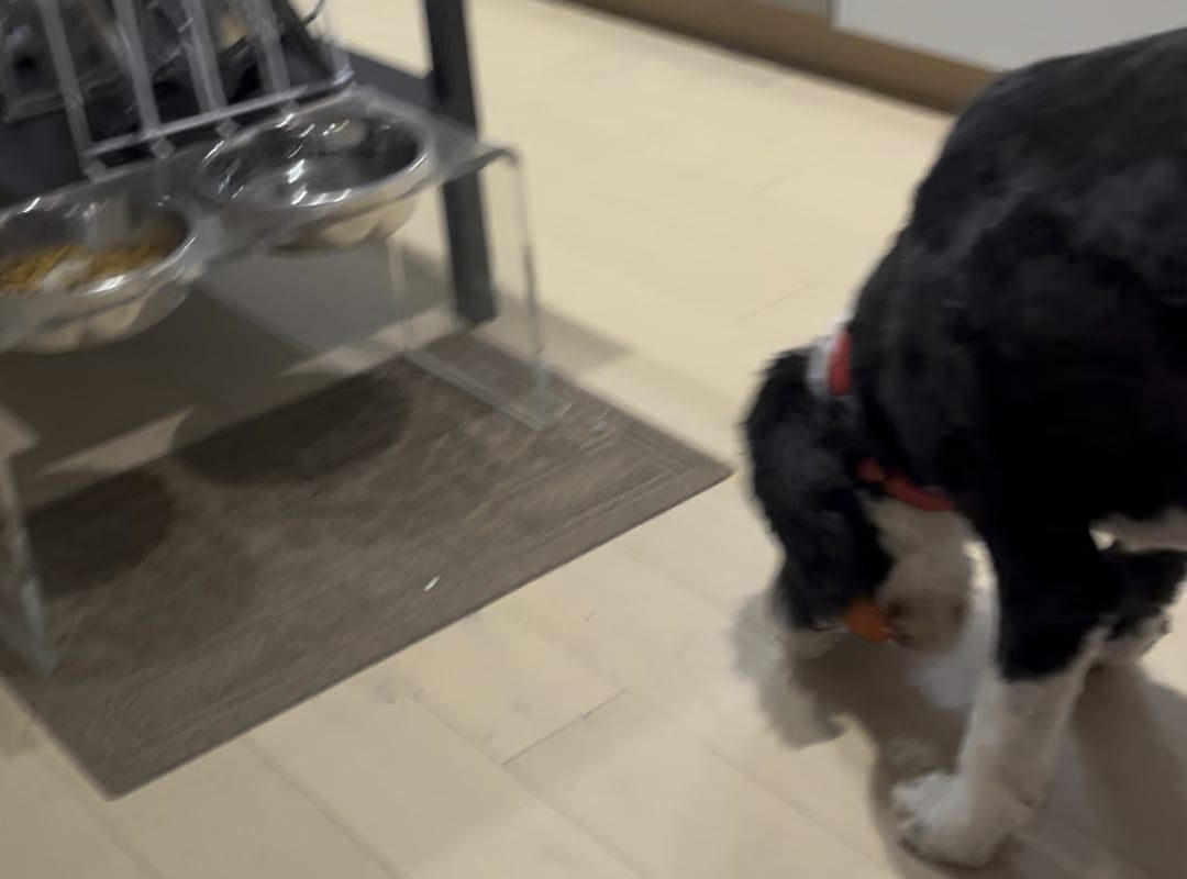 My OCD ass dog has to grab and drop his ball close to his plate every time he eats