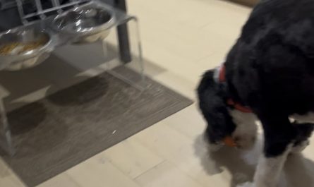 My OCD ass dog has to grab and drop his ball close to his plate every time he eats