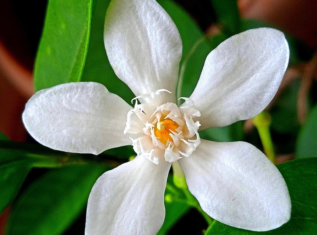 My Sri Lankan Jasmine flower looks like a glowing snow angel