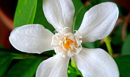 My Sri Lankan Jasmine flower looks like a glowing snow angel