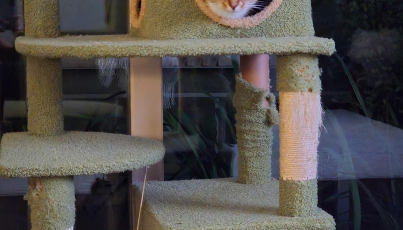 My cats lining up in each box: kitties in cubbies! [OC]