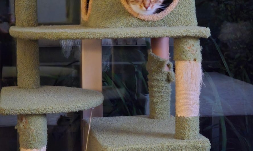 My cats lining up in each box: kitties in cubbies! [OC]