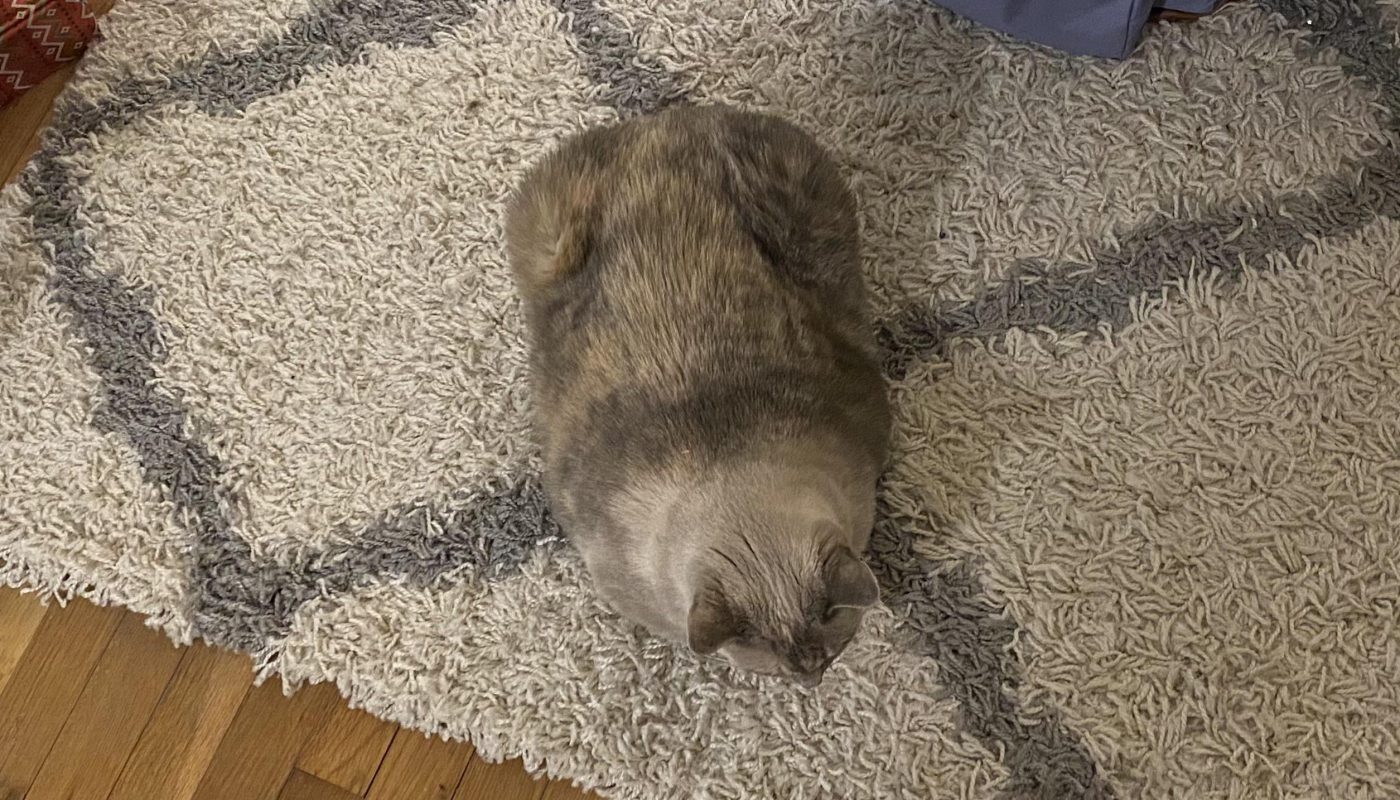 My cat’s markings lined up with the rug pattern