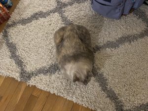 My cat’s markings lined up with the rug pattern