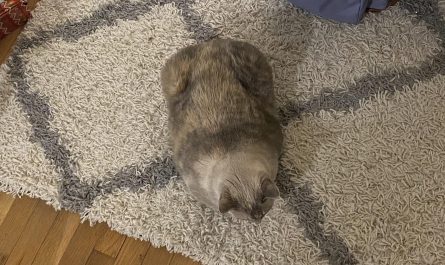 My cat’s markings lined up with the rug pattern