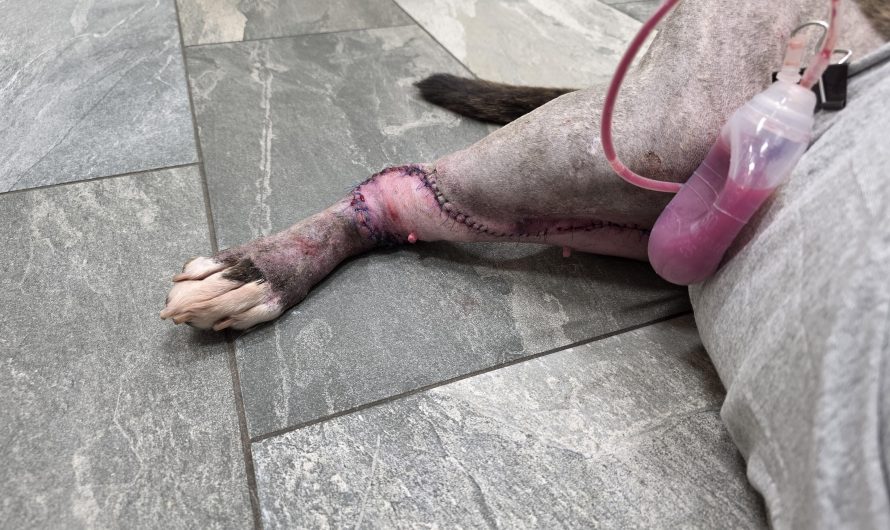 My dog had a mast cell tumor (cancer) on her ankle. To close the wound after removing the tumor with proper margins they had to take a large flap of skin from her belly and run it down her leg. Now she has leg nipples.