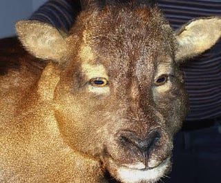 Myotragus balearicus is the only known goat to have evolved forward-facing eyes, making it one of the most unusual mammals ever shaped by island evolution