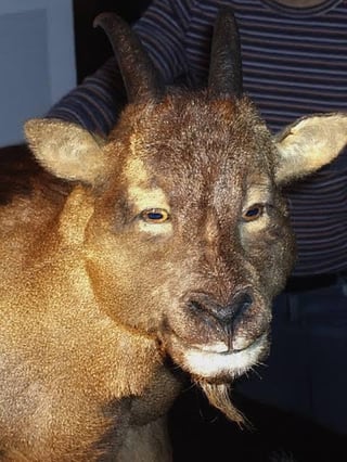 Myotragus balearicus is the only known goat to have evolved forward-facing eyes, making it one of the most unusual mammals ever shaped by island evolution