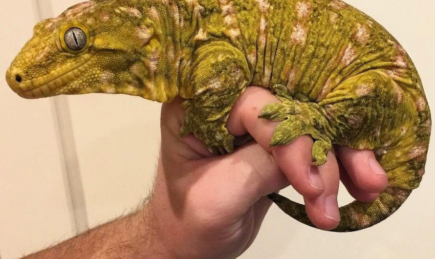 New Caledonian giant gecko