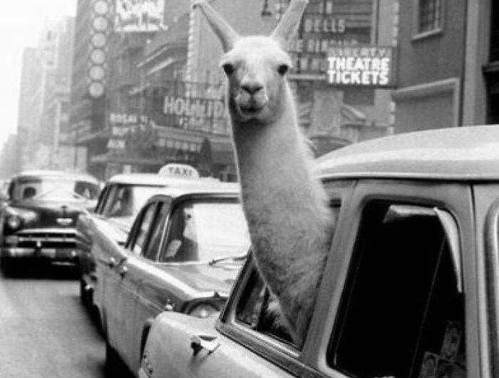 New York City. 1957. A Llama in Times Square.