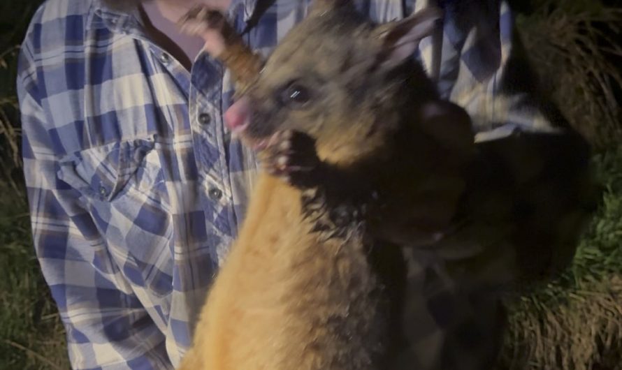 New Zealand Possums are very different than American Oppssums, story in comments.