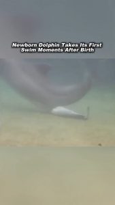 Newborn Dolphin takes its first swim moments after birth