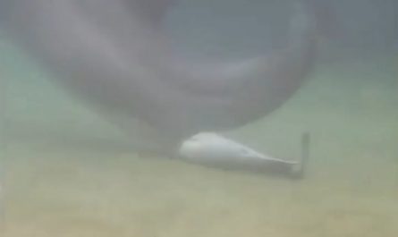 Newborn Dolphin takes its first swim moments after birth