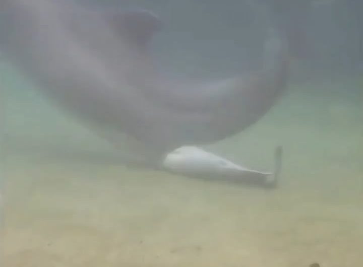 Newborn Dolphin takes its first swim moments after birth