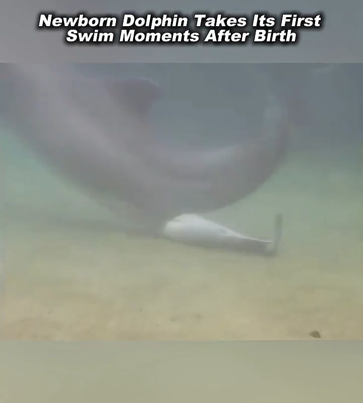Newborn Dolphin takes its first swim moments after birth