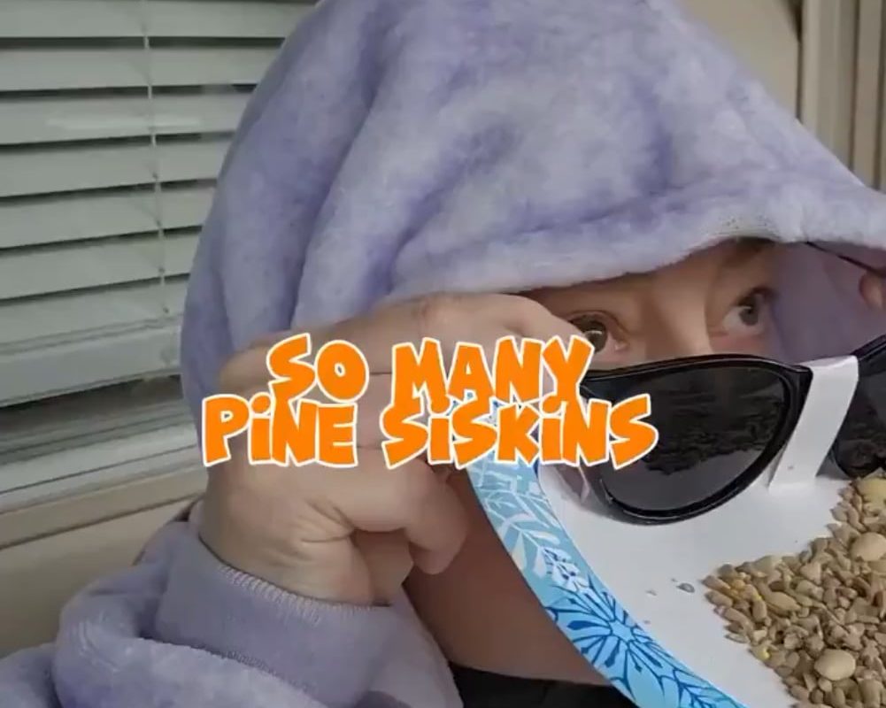 Next level birdwatching.