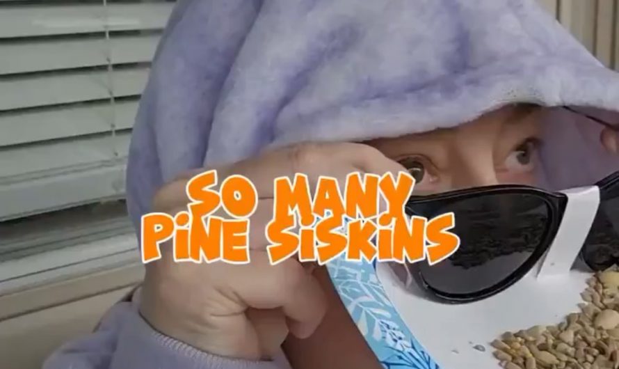 Next level birdwatching.