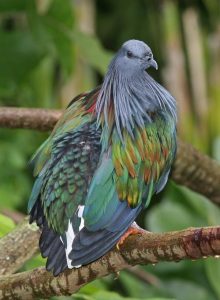 Nicobar pigeon, the closest living relative of the extinct dodo bird.
