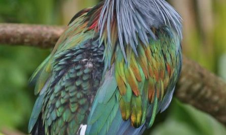 Nicobar pigeon, the closest living relative of the extinct dodo bird.