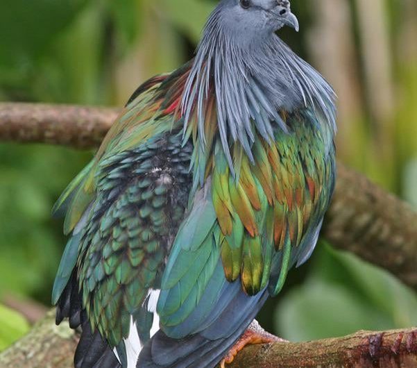 Nicobar pigeon, the closest living relative of the extinct dodo bird.