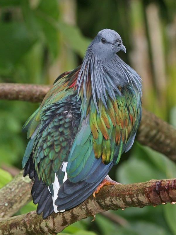 Nicobar pigeon, the closest living relative of the extinct dodo bird.