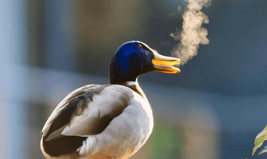 Nominees for comedy Wildlife Photo Of The Year