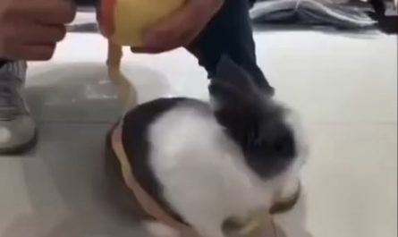 Not OC - instant bunny based recycling