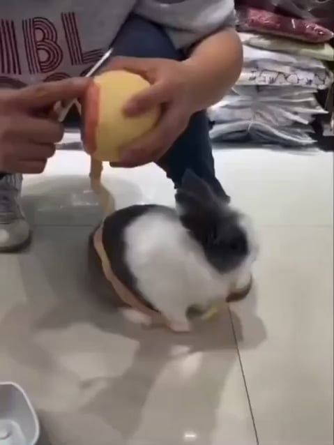 Not OC - instant bunny based recycling