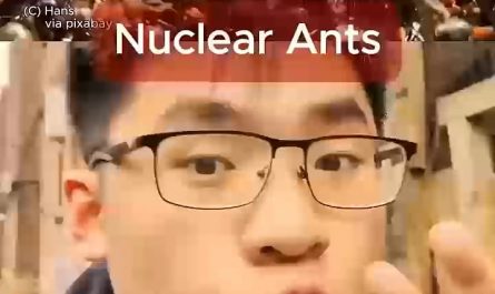 Nuclear Ants!