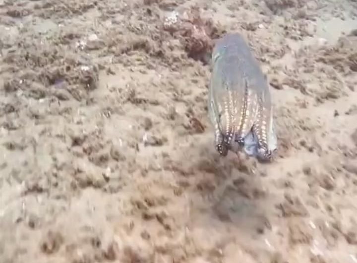 Octopus goes invisible in seconds