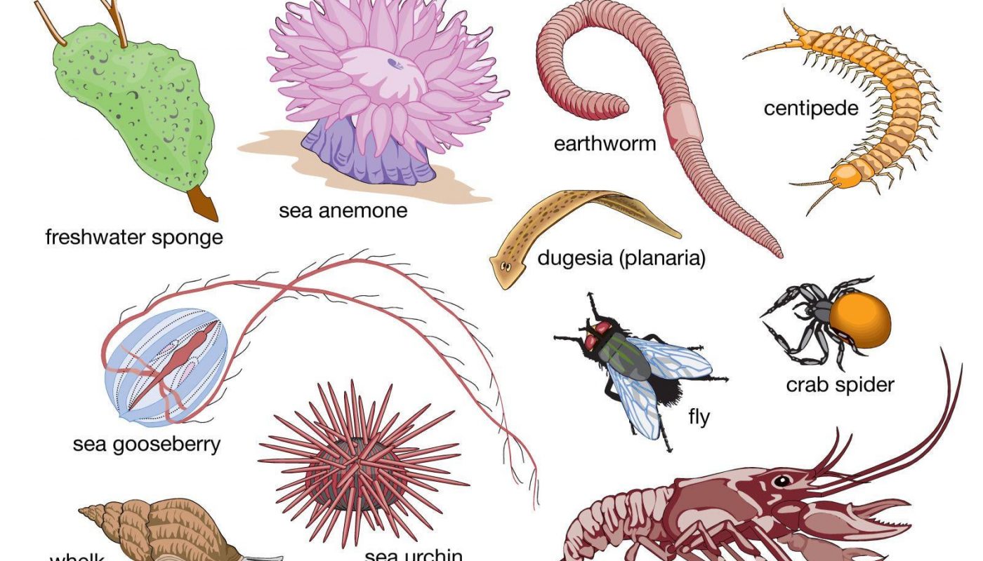 Of Earth's estimated 15–30 million animal species, over 90% are invertebrates, they're animals without backbones and they live just about everywhere.