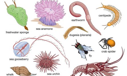 Of Earth's estimated 15–30 million animal species, over 90% are invertebrates, they're animals without backbones and they live just about everywhere.