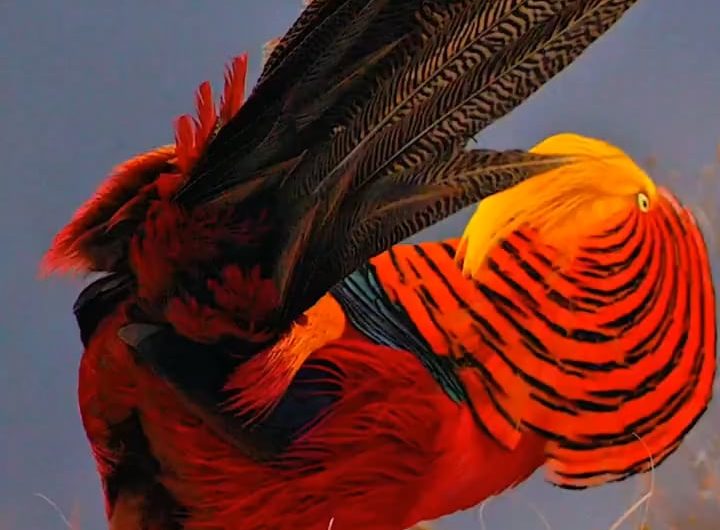 Often called the “Real-life Phoenix,” the Golden Pheasant is stunning when it performs its courtship dance