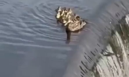 One for all, all for one