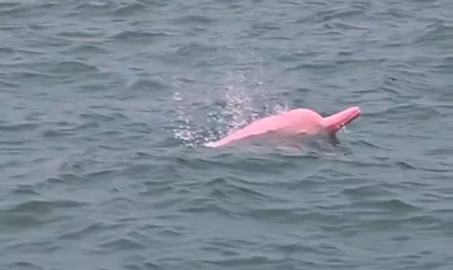 One of the rarest dolphin species in the world its naturally pink