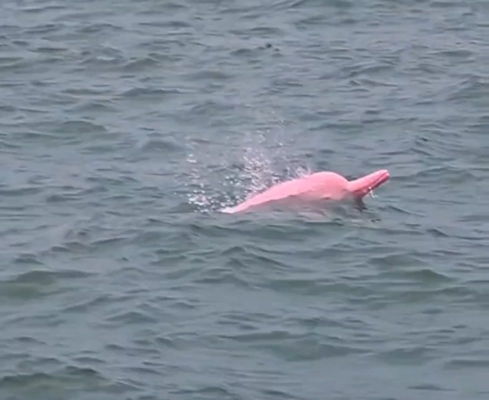 One of the rarest dolphin species in the world its naturally pink
