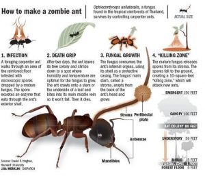 Ophiocordyceps Unilateralis “zombie ant fungi” infects the host ant, takes over its body by manipulating its muscles spreading everywhere in its body but the brain until spores blooms from its head. Even got to correct Gemini