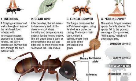 Ophiocordyceps Unilateralis “zombie ant fungi” infects the host ant, takes over its body by manipulating its muscles spreading everywhere in its body but the brain until spores blooms from its head. Even got to correct Gemini