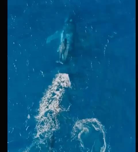 Orcas group together to separate a whale calf from its mother.