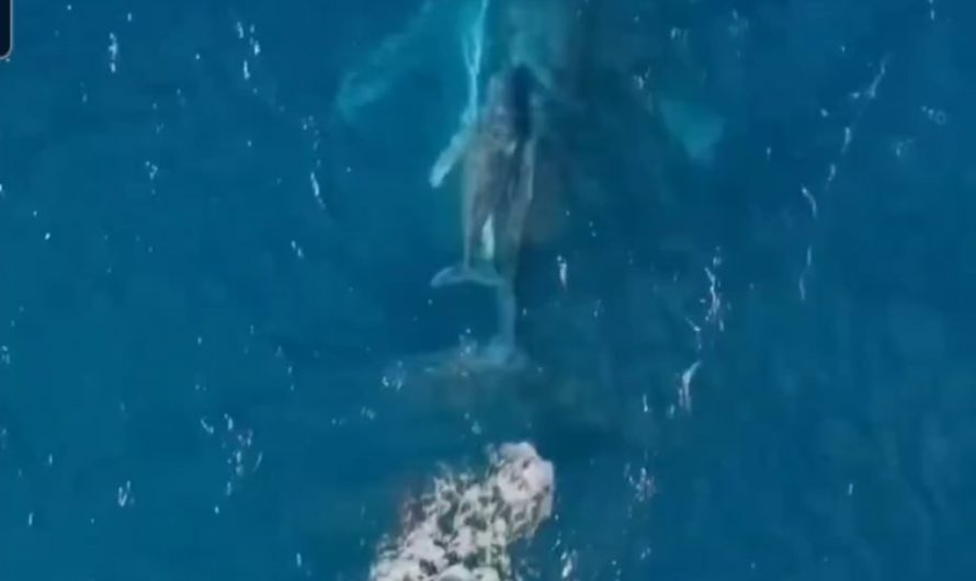 Orcas hunting humpback whales!