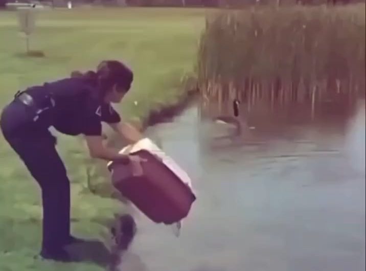 Orphaned ducklings are returned to freedom – Mama duck adopt them without hesitation