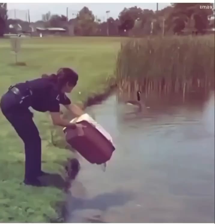 Orphaned ducklings are returned to freedom - Mama duck adopt them without hesitation