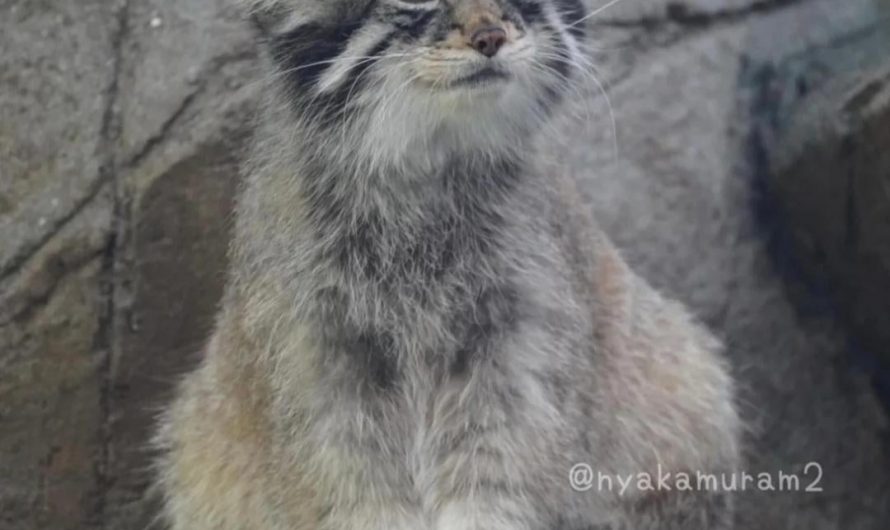 Pallas Cat in their summer vs winter fur