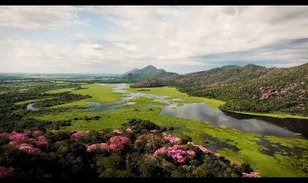 Pantanal: the world's largest wetland.