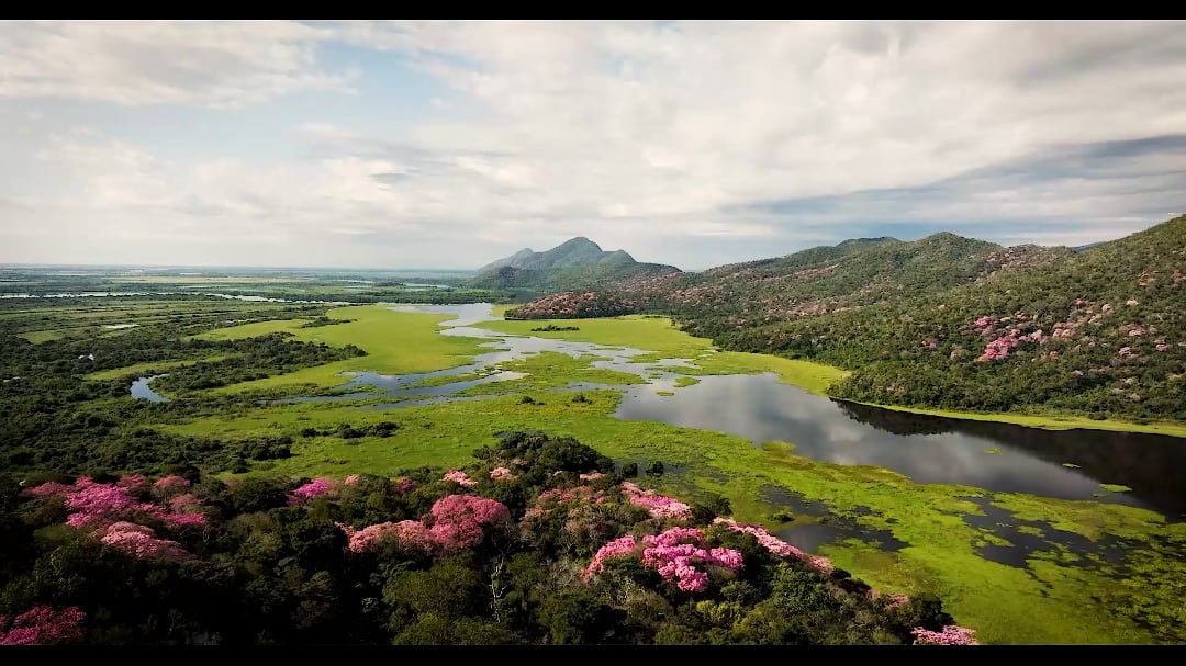 Pantanal: the world's largest wetland.