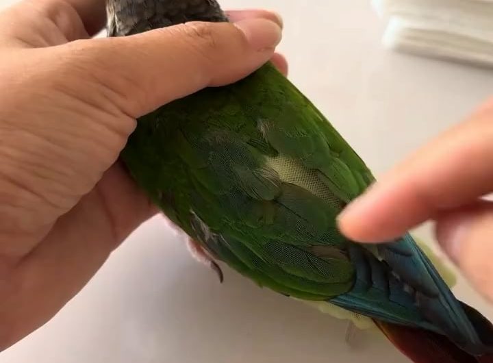 Parrot’s diaper changing