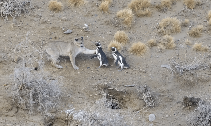 Patagonian pumas prey on penguins