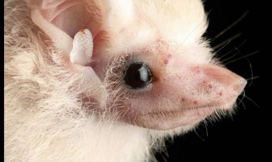 Photographer Jose G. Martínez-Fonseca captures stunning closeup pictures of bats