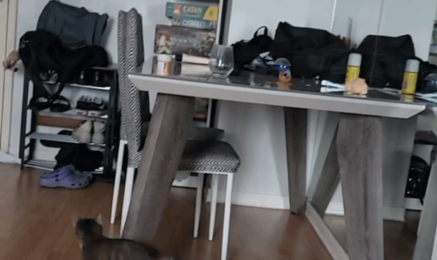 Playing fetch with my blind kitty Toph