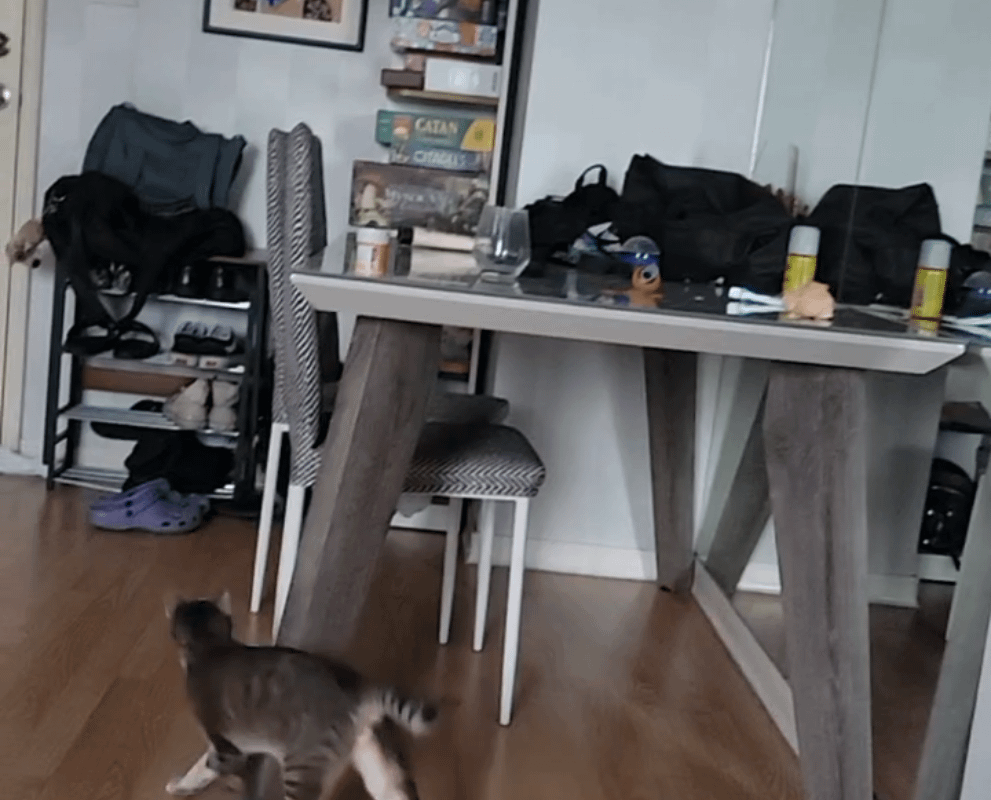 Playing fetch with my blind kitty Toph